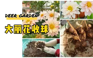 Download Video: 大丽花起球，顺便告诉你如何过冬