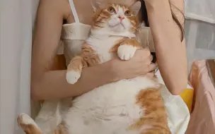 Download Video: 我养的橘猫好听话好粘人！！