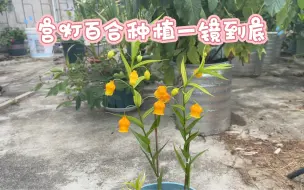 Download Video: 从种植到开花，宫灯百合种植方法全过程