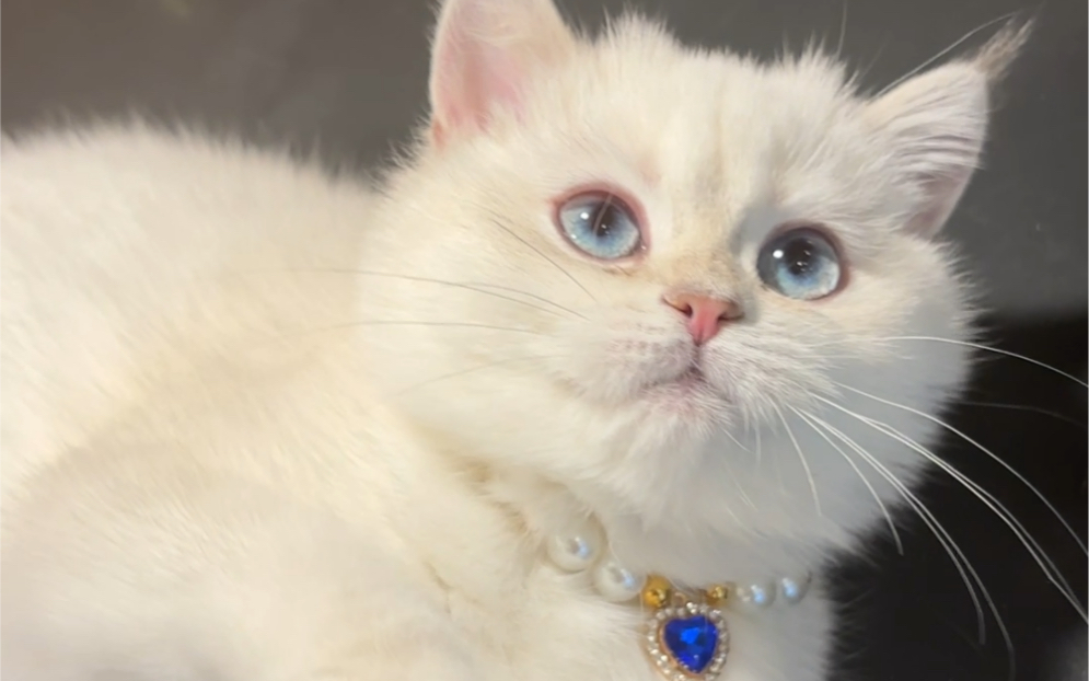 义乌英短银点妹妹找领养!