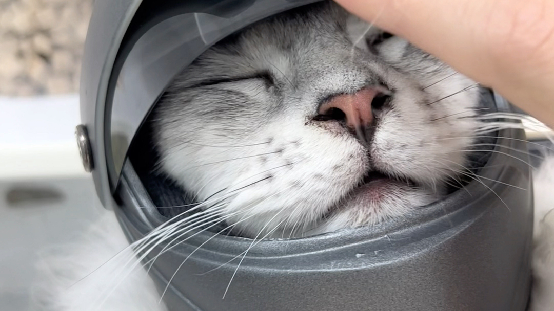 拜托带头盔的猫猫真的超帅的好嘛