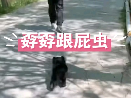 小黑熊孬孬亲人,喜欢跟着人跑哔哩哔哩bilibili