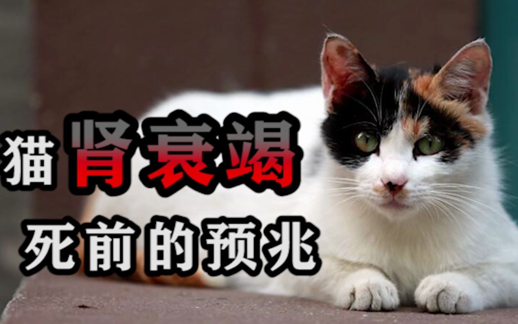 [图]猫肾衰竭死前的预兆