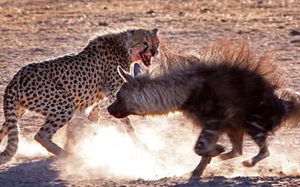 花豹,猎豹,鬣狗,野狗,狒狒之间的战争
