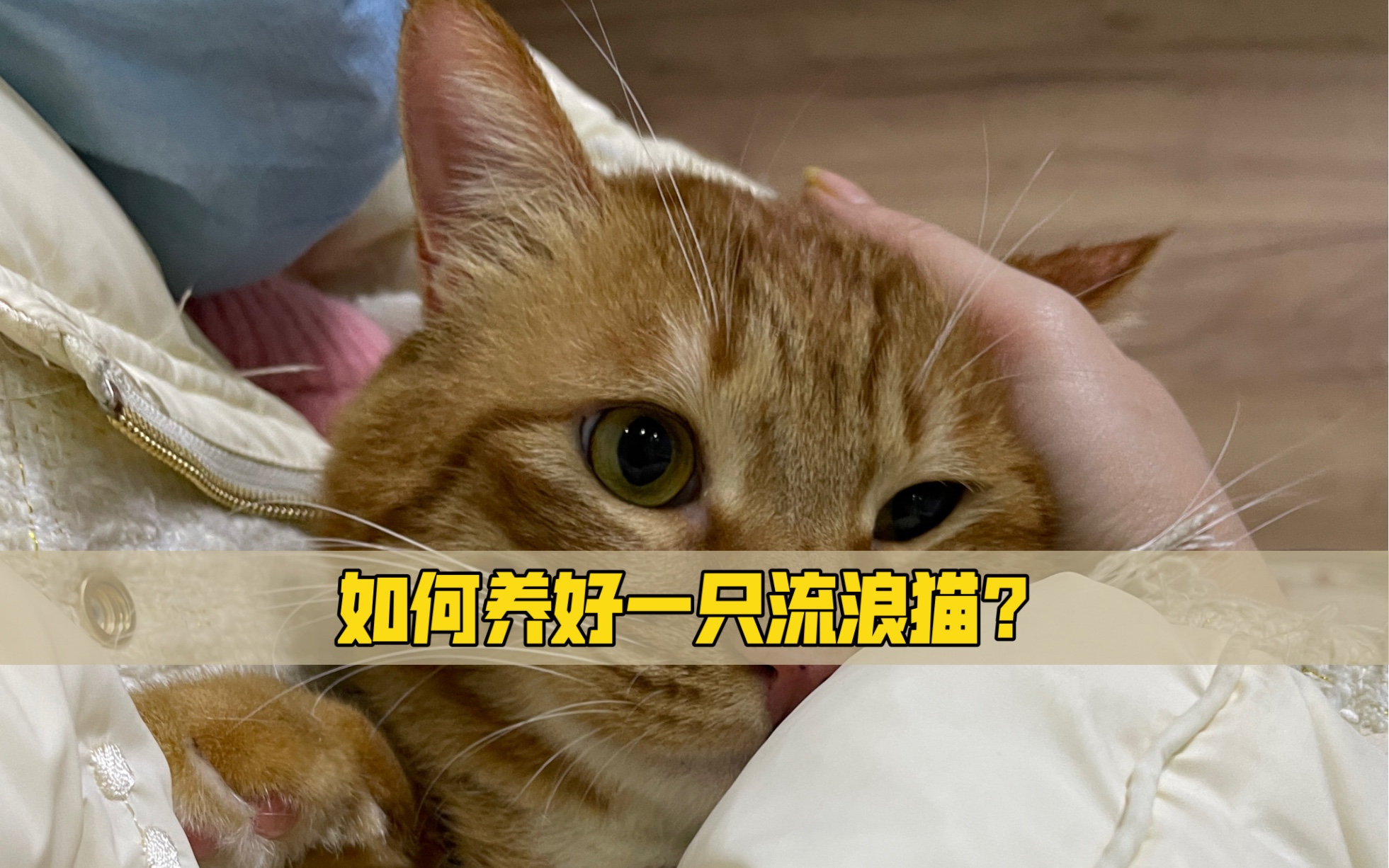 如何才能养好一只流浪猫?看着简单,做起来很难!哔哩哔哩bilibili