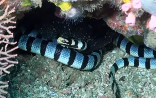 巨环海蛇 哔哩哔哩 Bilibili 巨环海蛇 哔哩哔哩 Bilibili