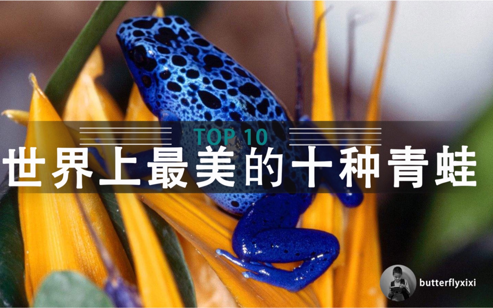 bixixi，碧玺现在多少钱一克