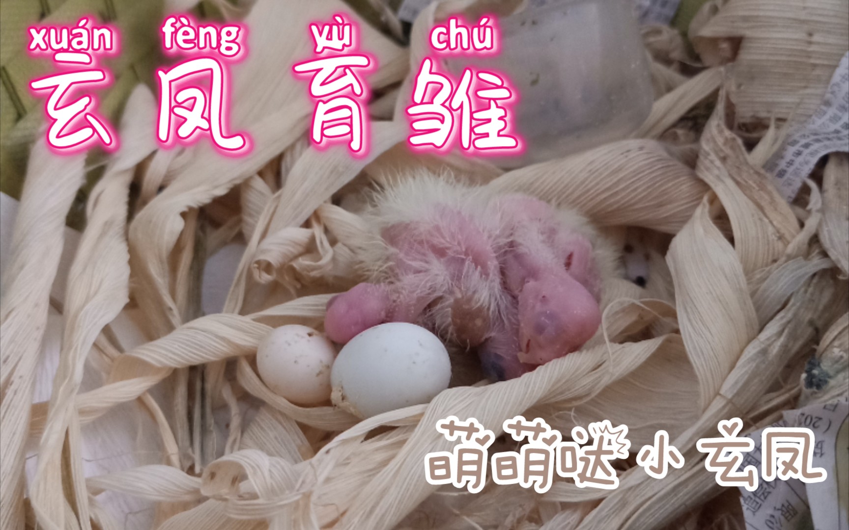 活动作品玄凤鹦鹉日常育雏记录