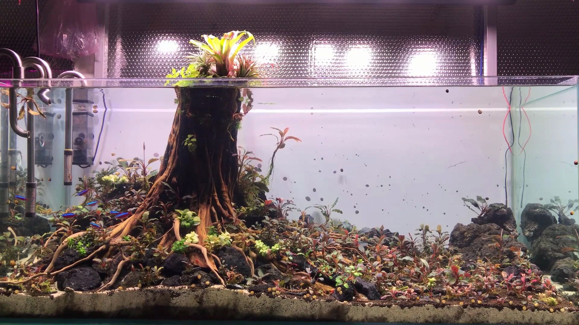 最近很流行的树桩沉木造景,再配上辣椒榕,这鱼缸简直是个提款机呀