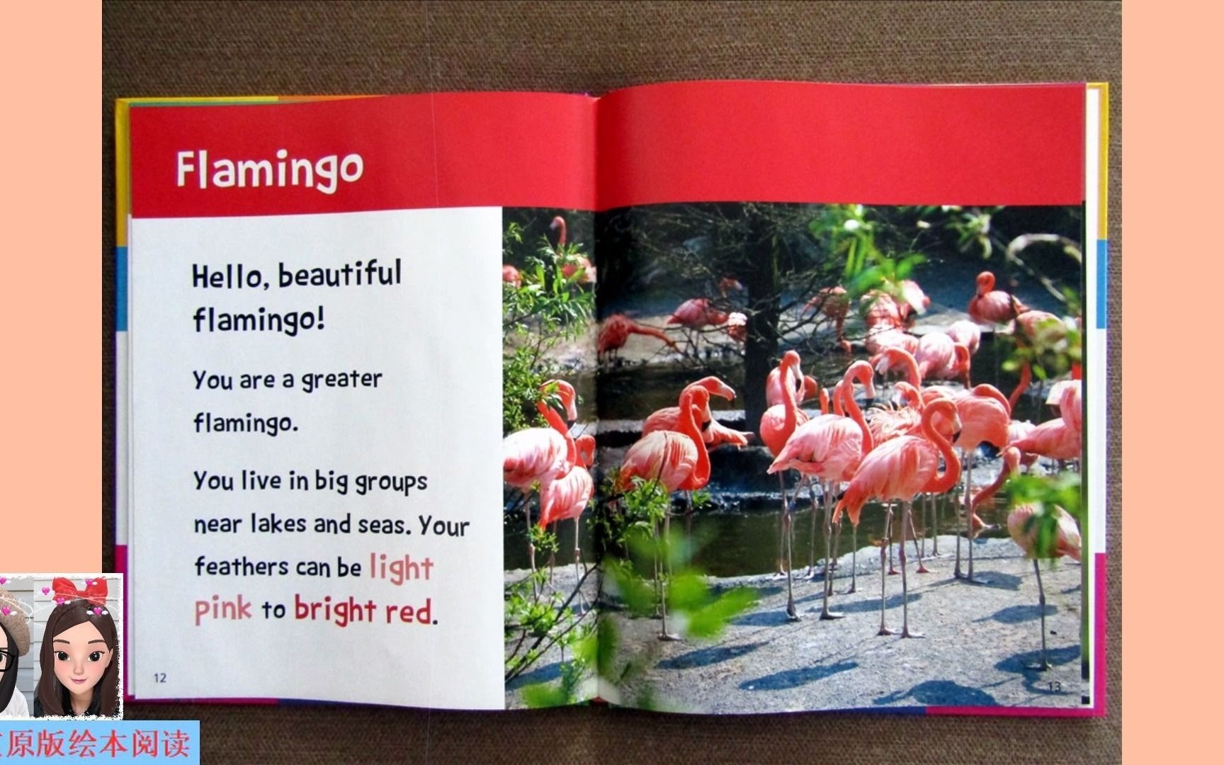 [图]【英文绘本阅读】Hello, Beautiful! Feathered Animals: flamingo 《你好，美丽！有羽毛的动物》之火烈鸟