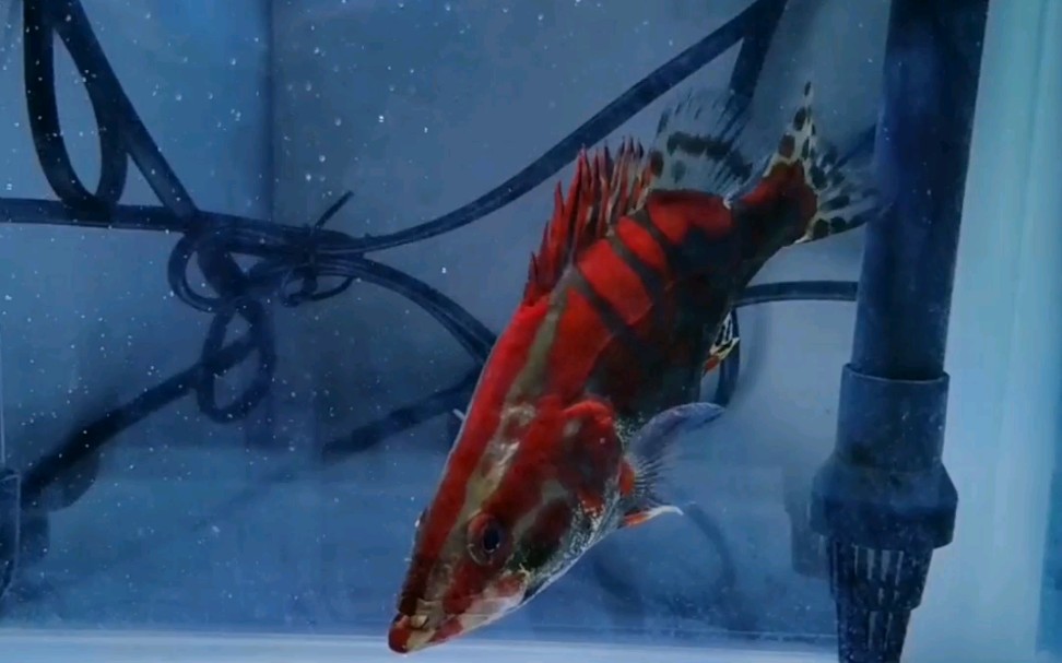 红纹鳜鱼混养图片
