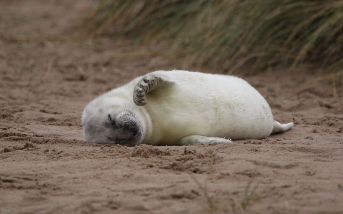 小海豹!侧躺!