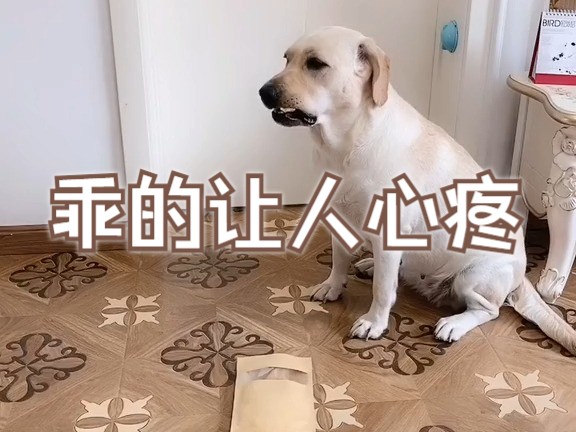 萌宠成精了 乖的让人心疼