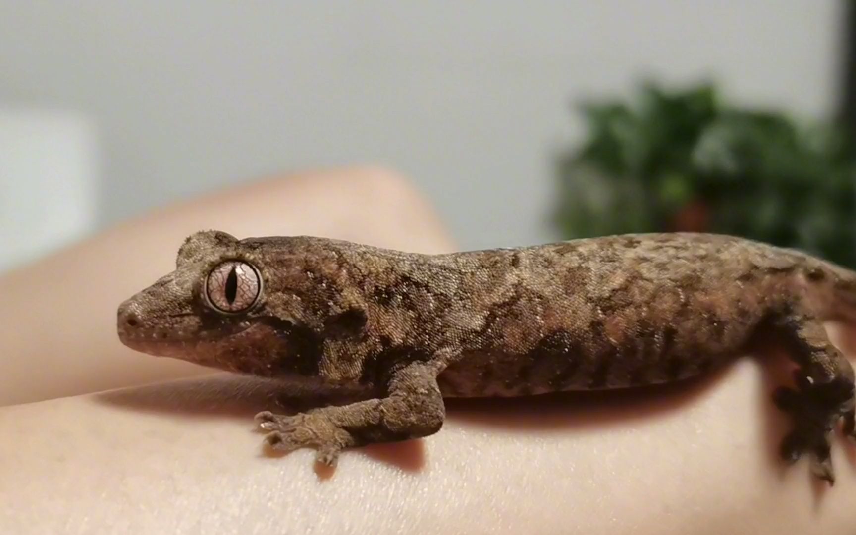 魔物守宫的飞跃技能