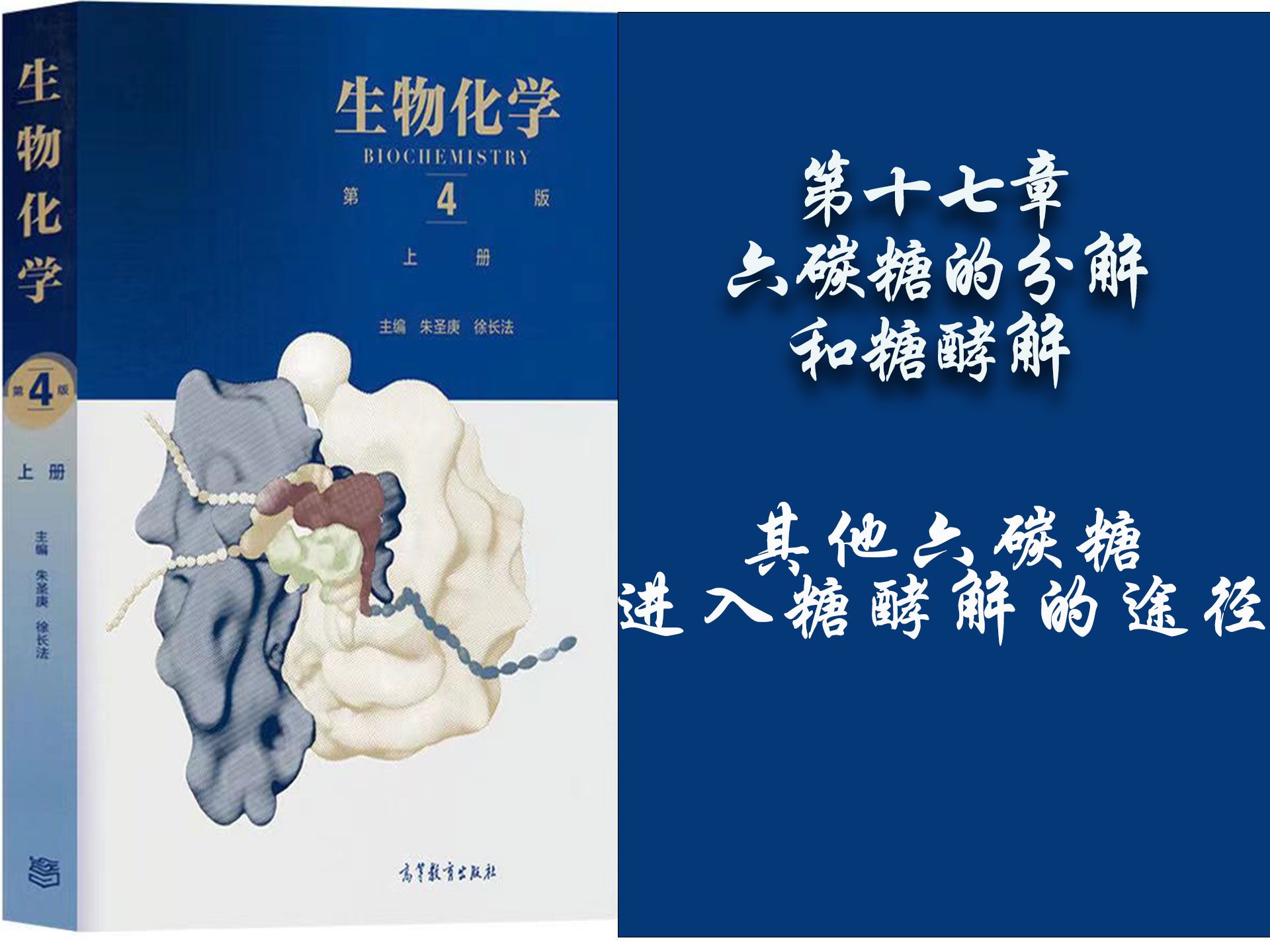 102.生物化学  第十七章—其他六碳糖进入糖酵解的途径哔哩哔哩bilibili