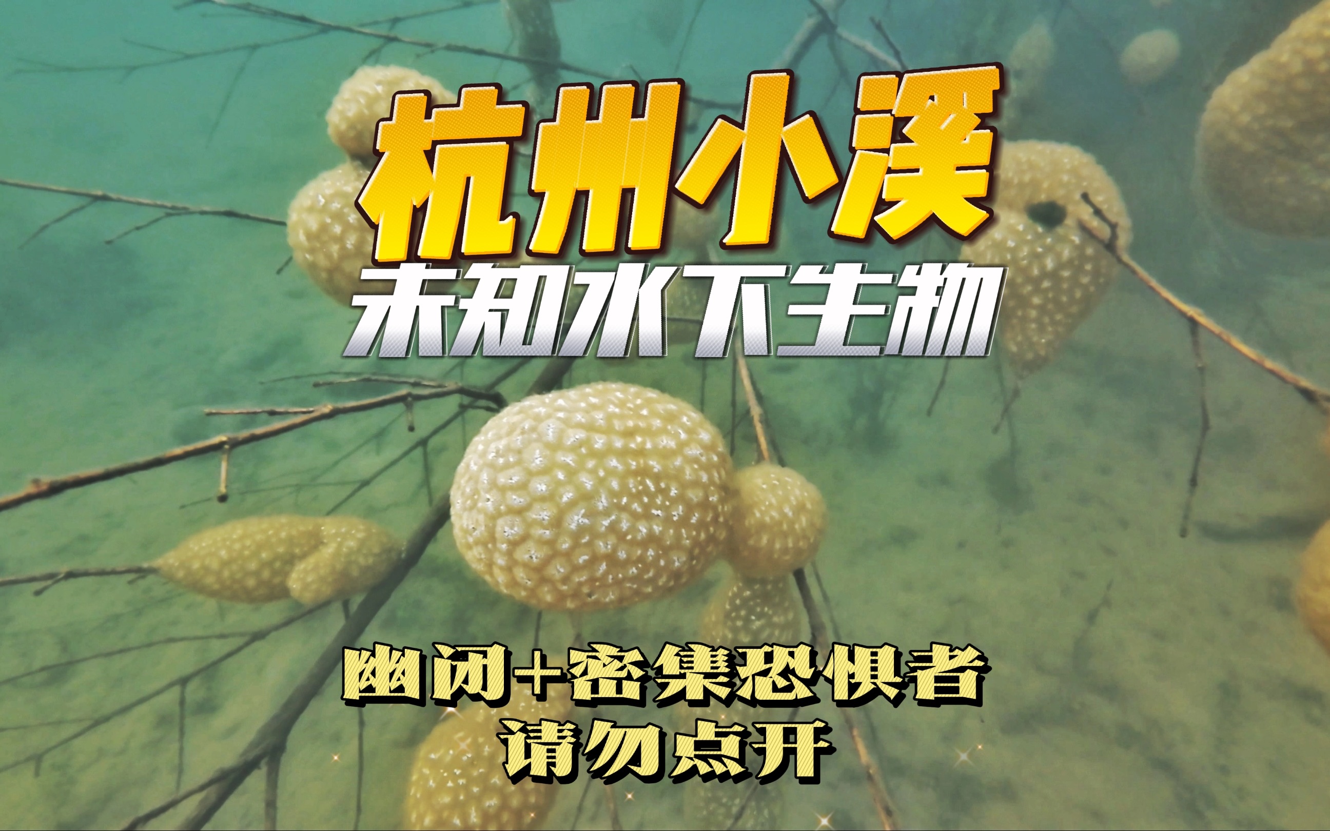 幽闭恐惧密集恐惧者勿入|我去杭州小溪里打鱼发现了水下未知生物 真人生存游戏【第二人生5.0】 浙江杭州小溪渔猎探索!哔哩哔哩bilibili