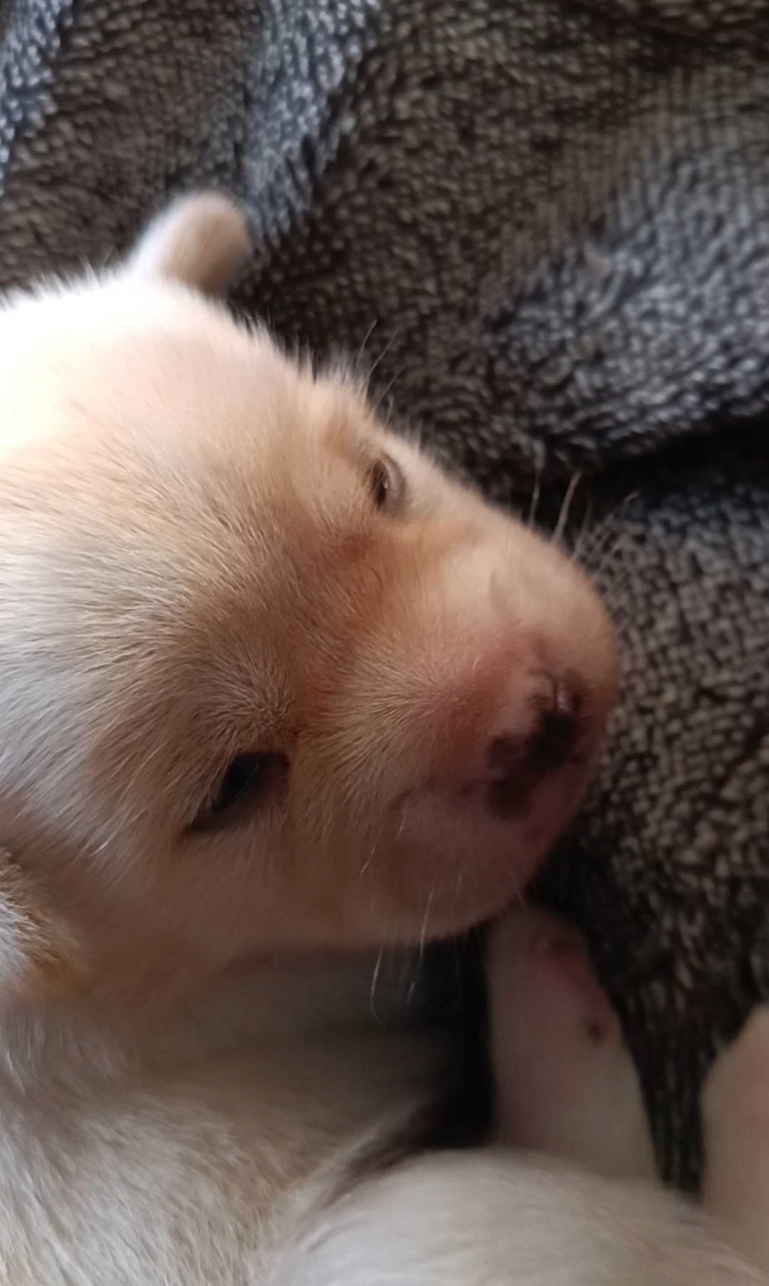 乳白色小奶狗领养预订中 南通限定 性格超级好 脸型神似海豹