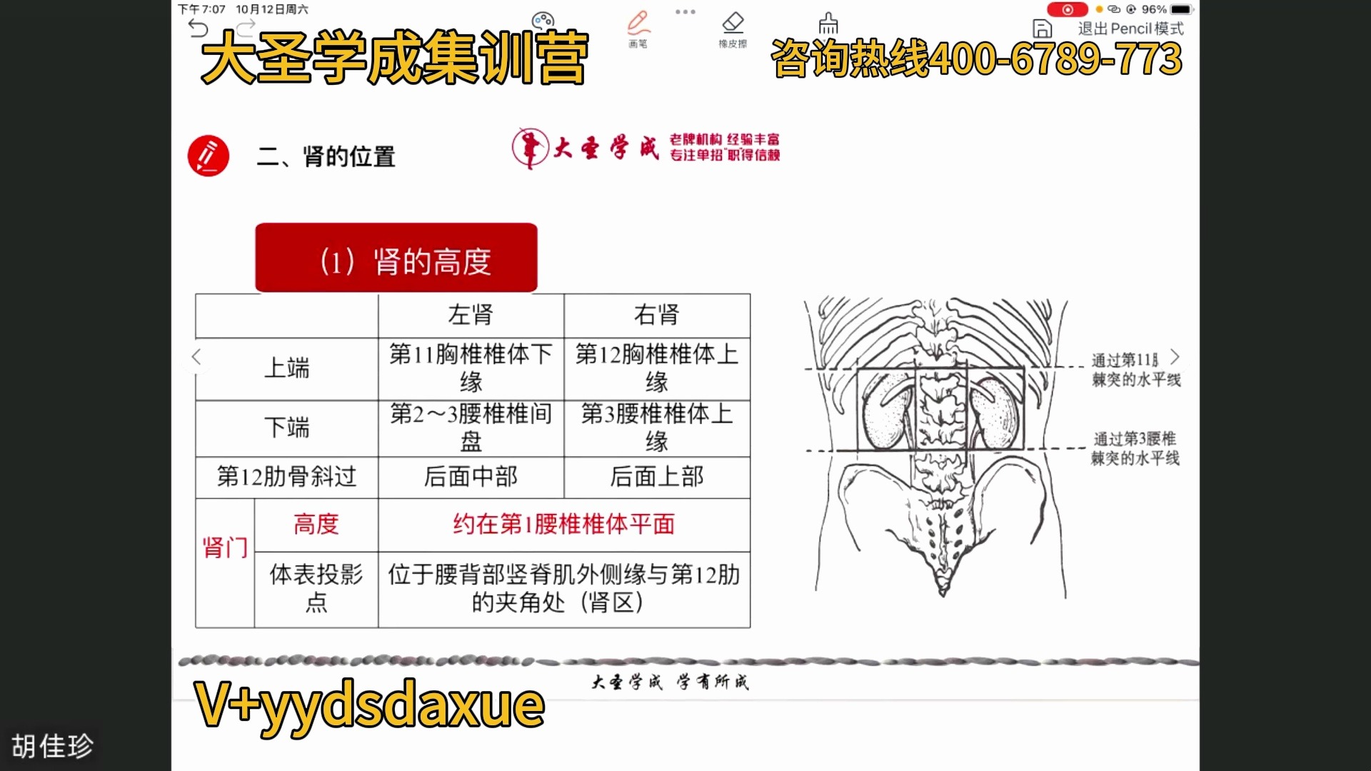第二节输尿管02