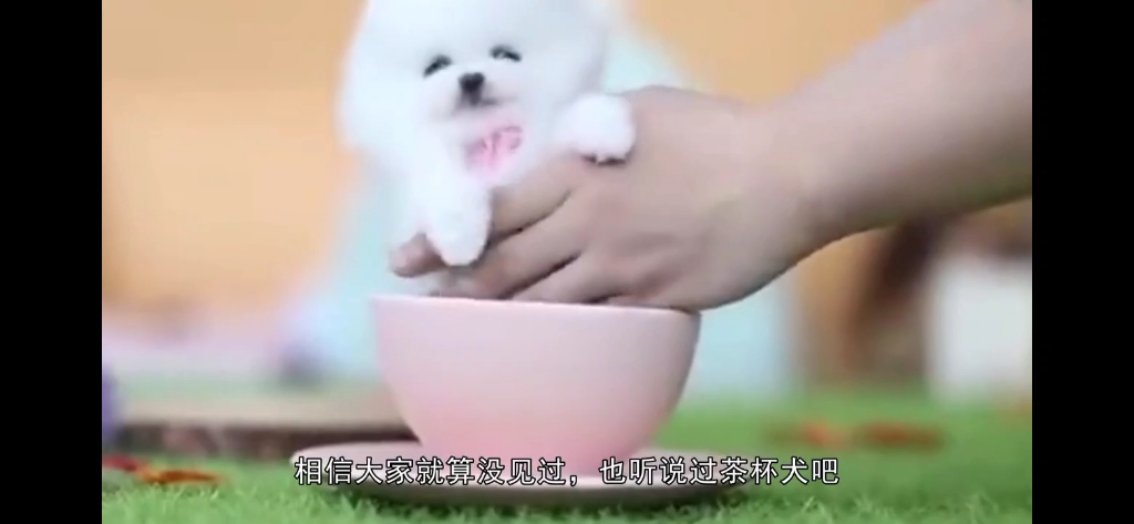 茶杯犬的寿命哔哩哔哩bilibili