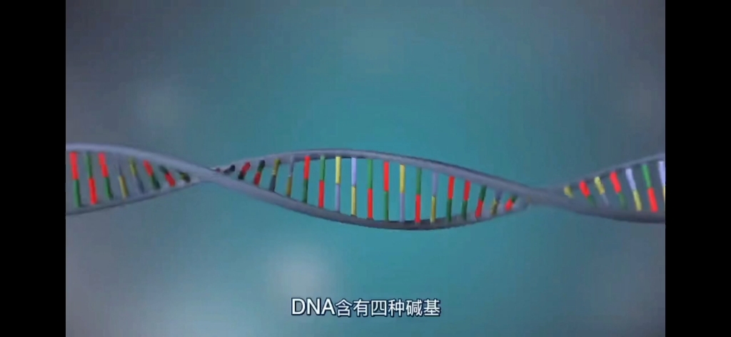 [图]【生物动画】DNA的复制过程