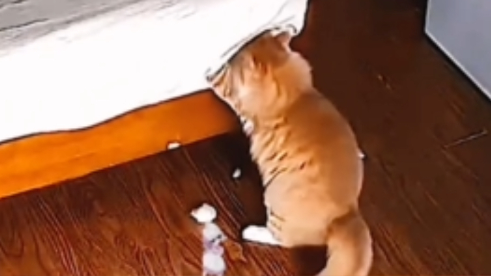 猫猫:专治低血压!