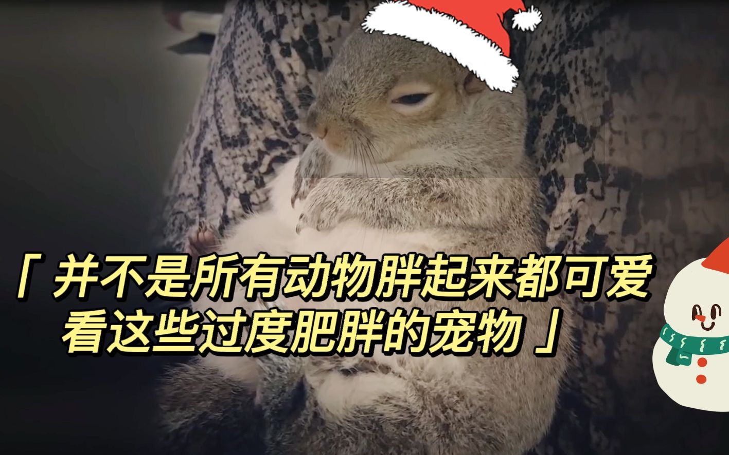 并不是所有的动物胖起来都可爱,看这些过于肥胖的宠物