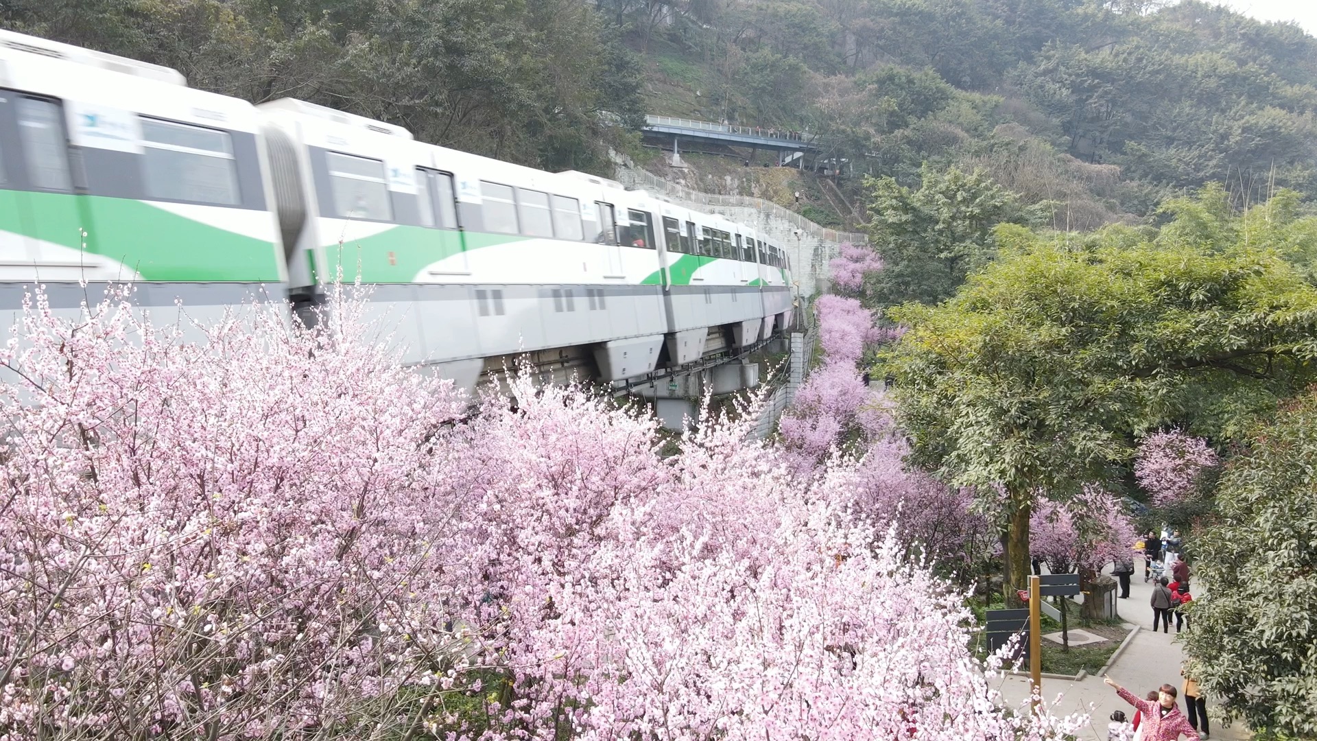 重庆地铁2号线,一列开往春天的列车,穿梭在花的海洋中
