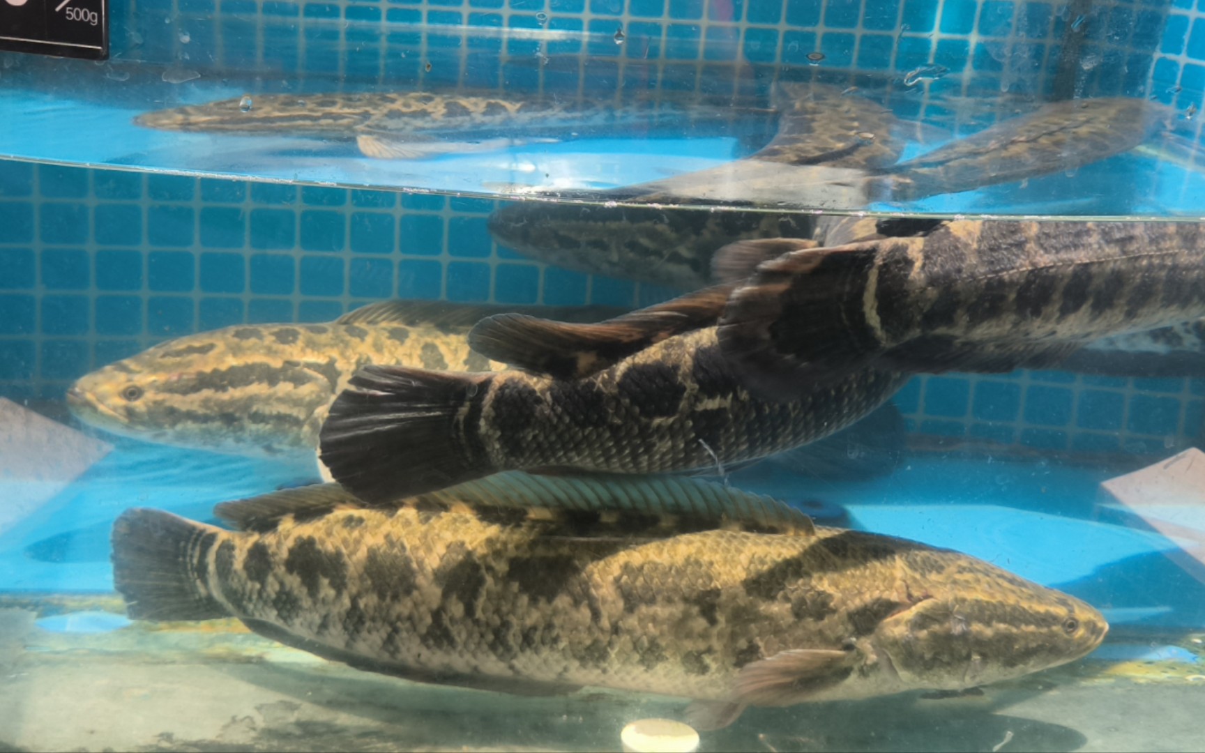 玩了桃源深处有人家之后我到超市看黑鱼