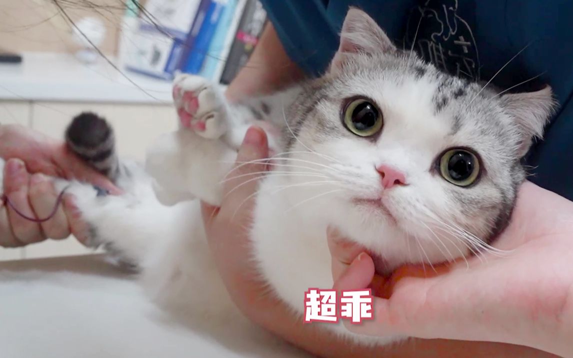 [图]猫咪去体检，被医生偷亲了三次