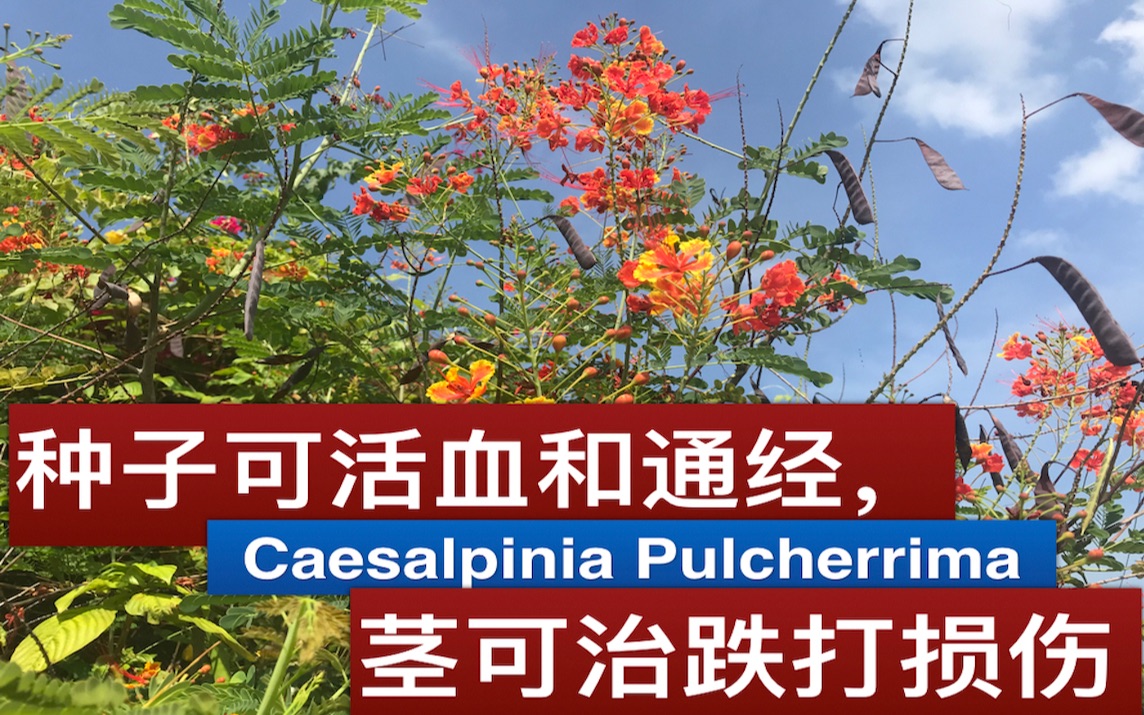 [图]金凤花药用价值. Caesalpinia Pulcherrima benefits.