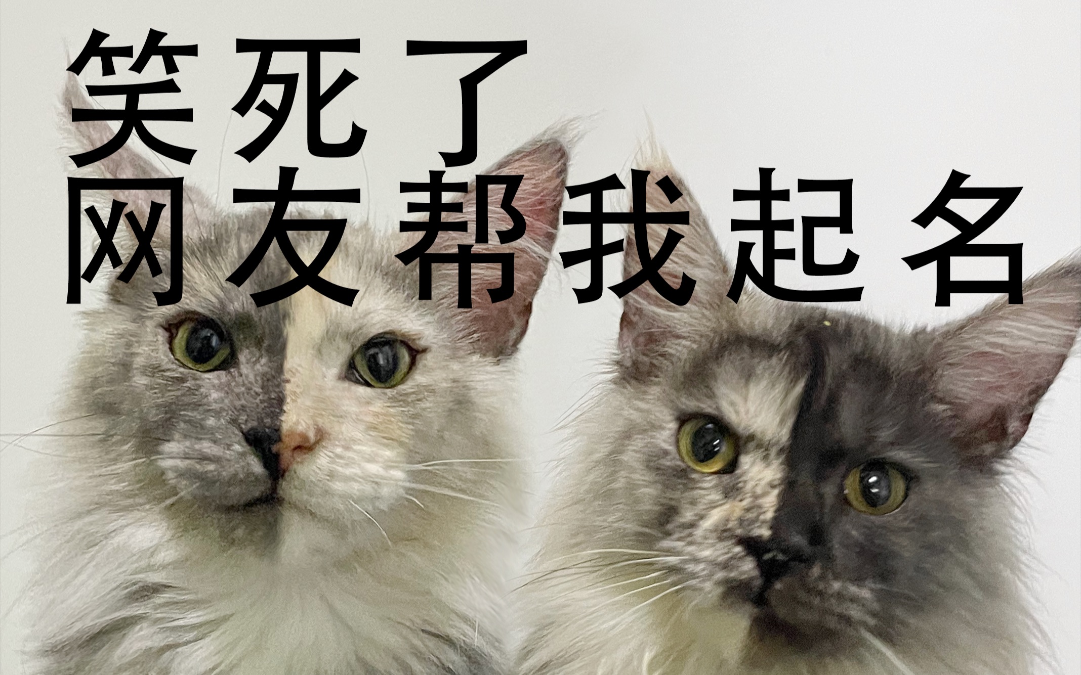 笑死了,网友帮我家猫起名字哔哩哔哩bilibili