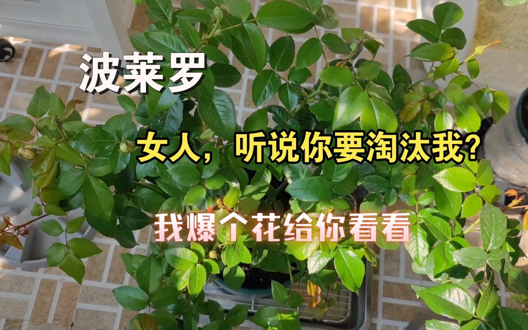 [图]波莱罗你是想告诉我你也是有实力留下的是吗？