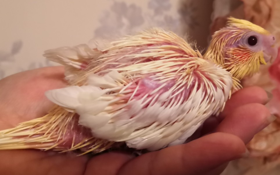 玄凤鹦鹉第16天羽粉掉落明显上手玩了一个吃爪爪的游戏