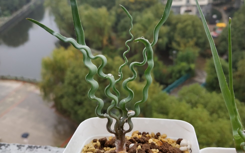 trachyandra tortilis海带弹簧草分享邮费自理