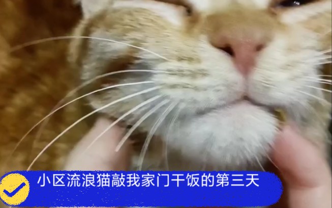 [图]小区流浪猫敲我家门干饭的第三天