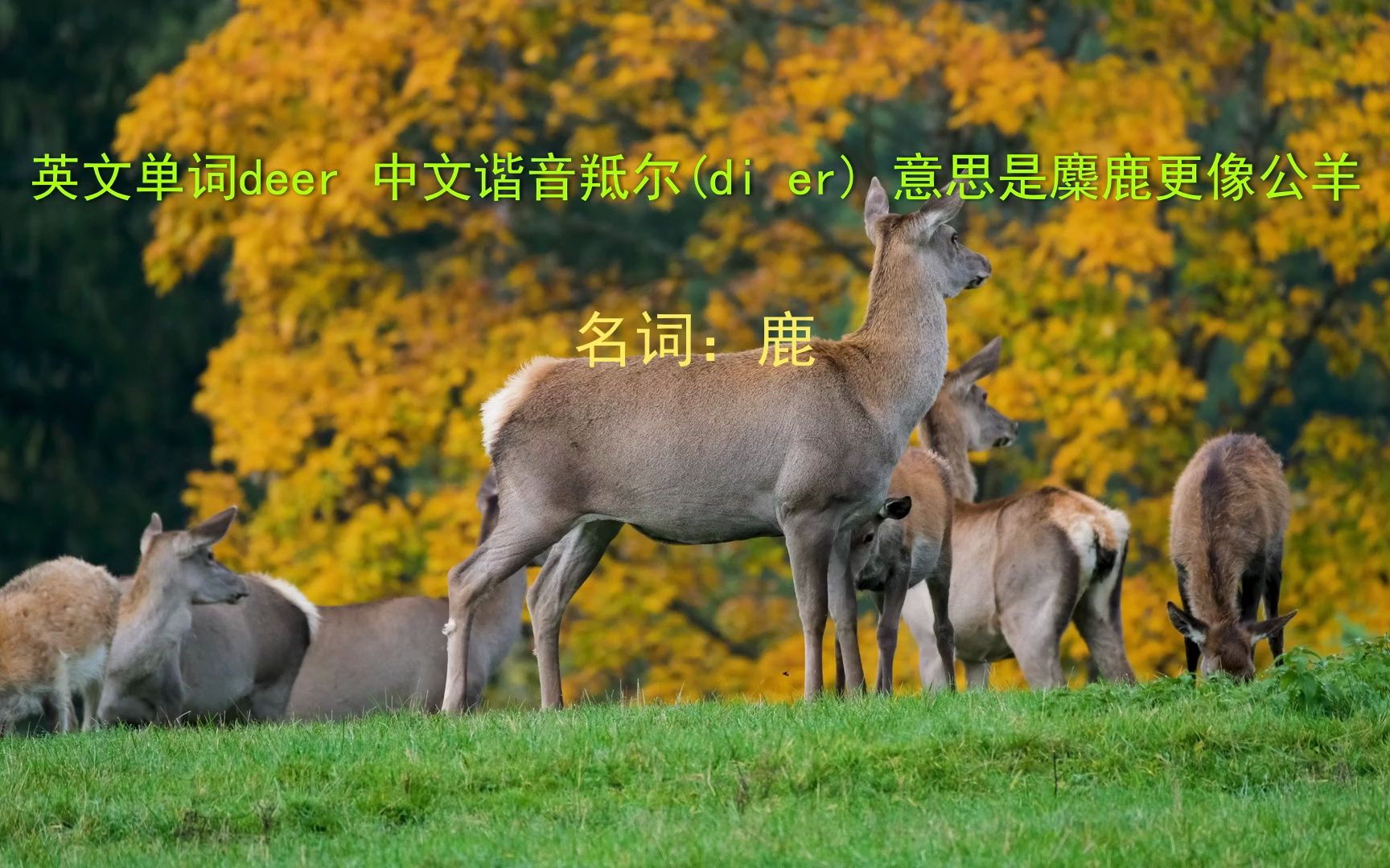 英文单词deer 中文谐音 羝尔(di er) 意思是麋鹿更像公羊