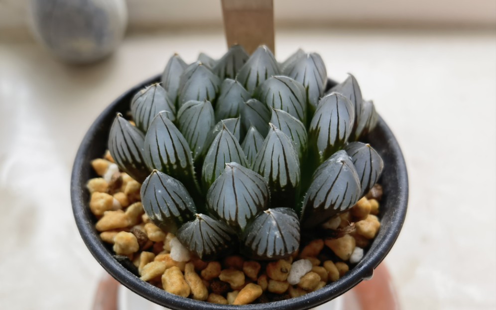 缺水的黑肌玉露恢复情况 十二卷 多肉植物