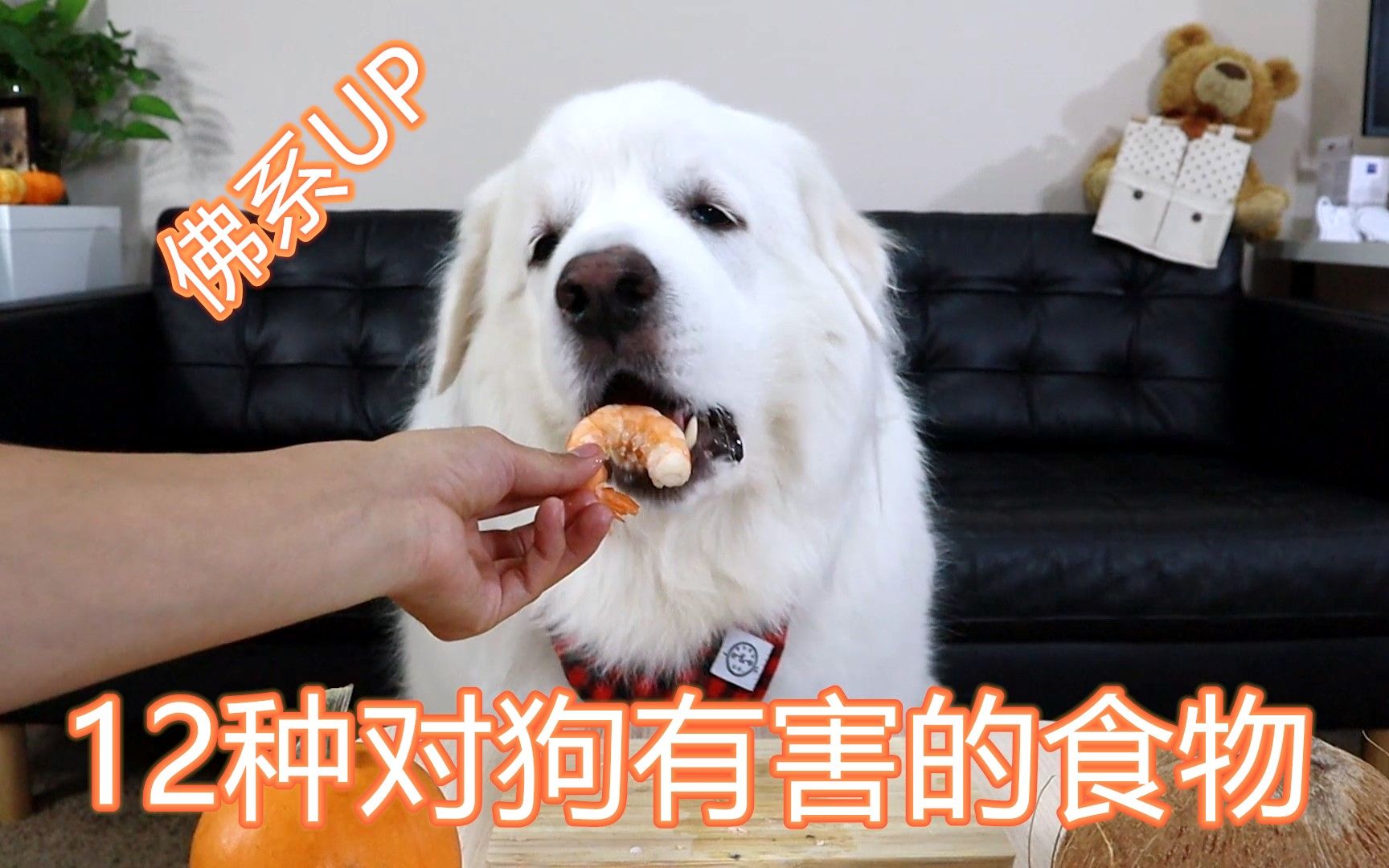 [图]12种对狗狗有害的常见食物-大白熊犬葱葱亲自做主播