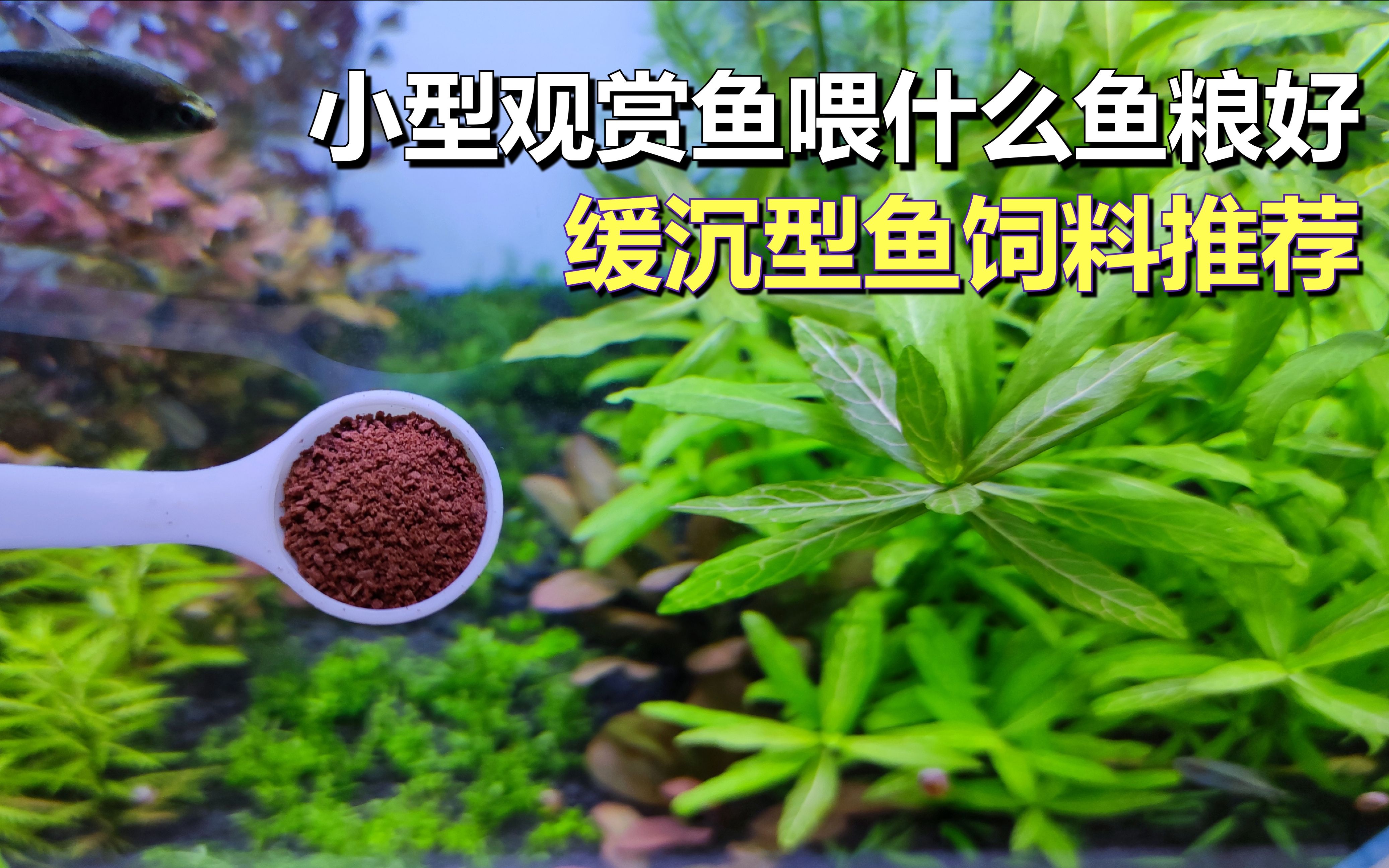 好用的缓沉型鱼粮推荐,百因美小型鱼粮,量大不贵~哔哩哔哩bilibili