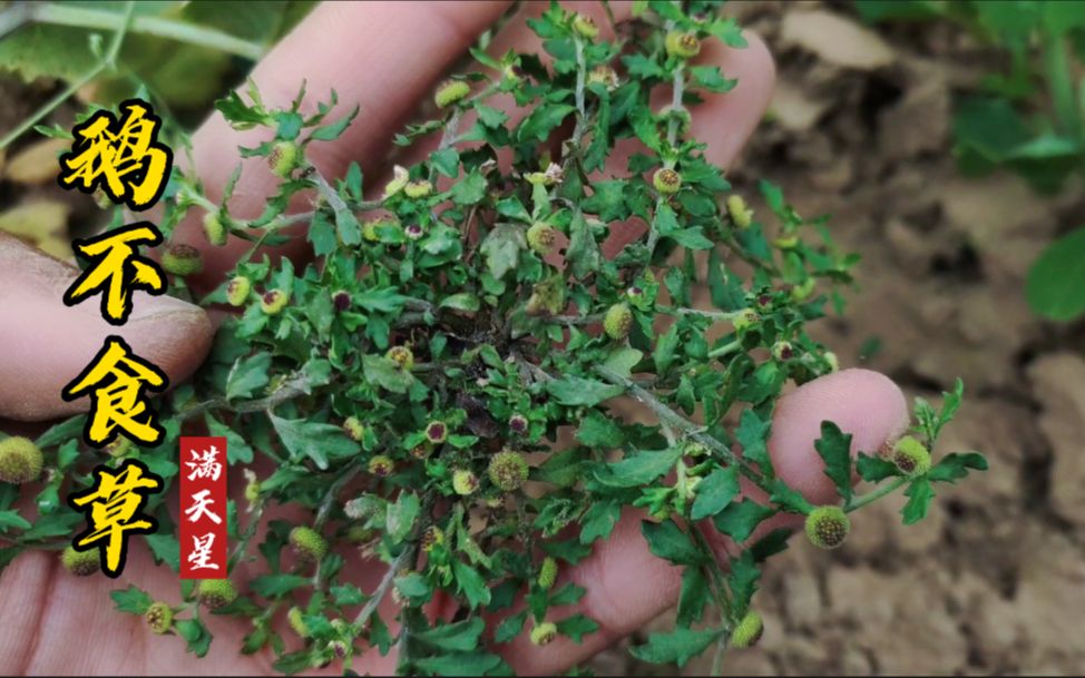 朋友阿姐有鼻炎,托小宵采鹅不食草,小小本草蕴含大作用!