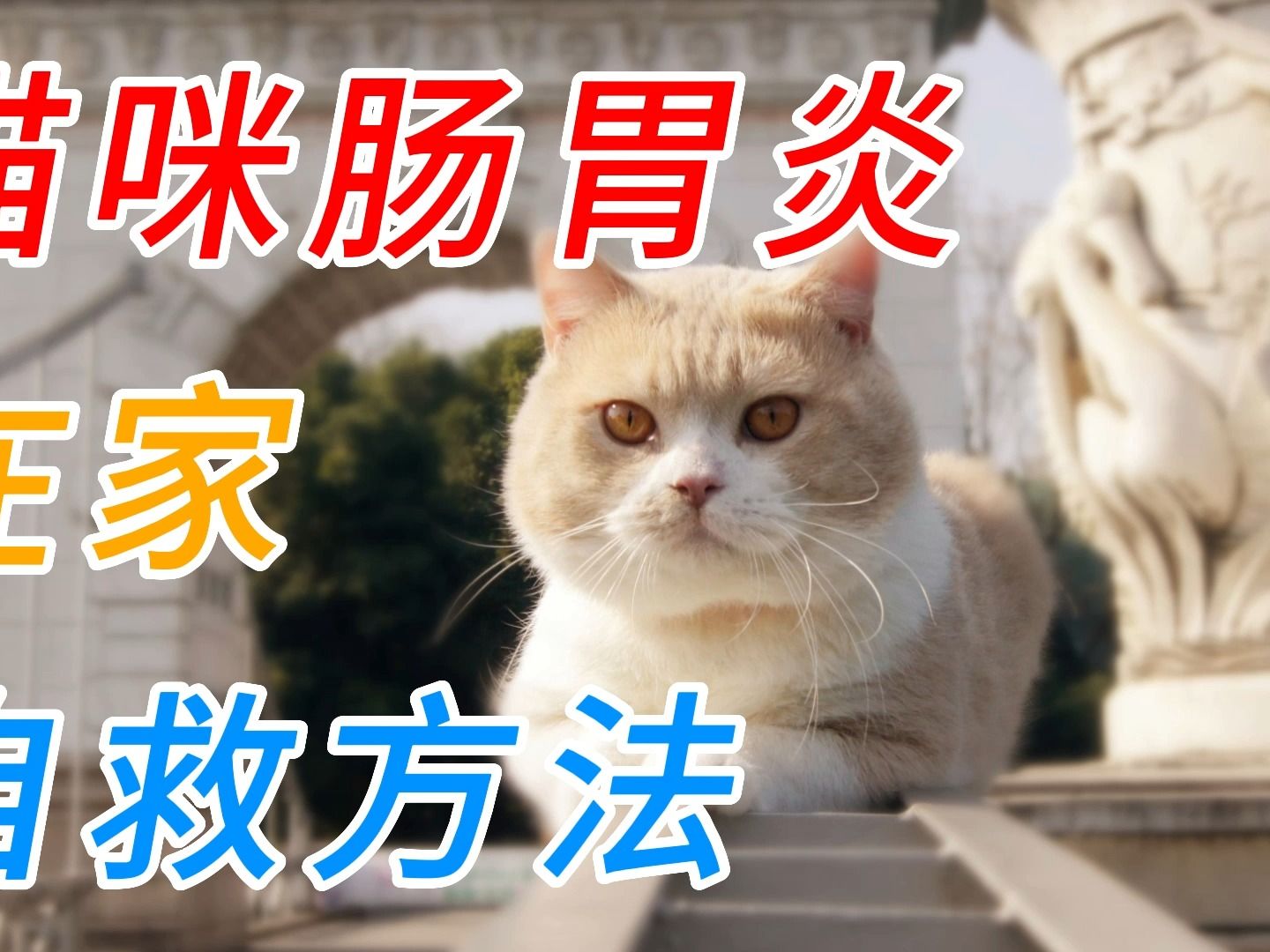 猫咪肠胃炎在家自救方法哔哩哔哩bilibili