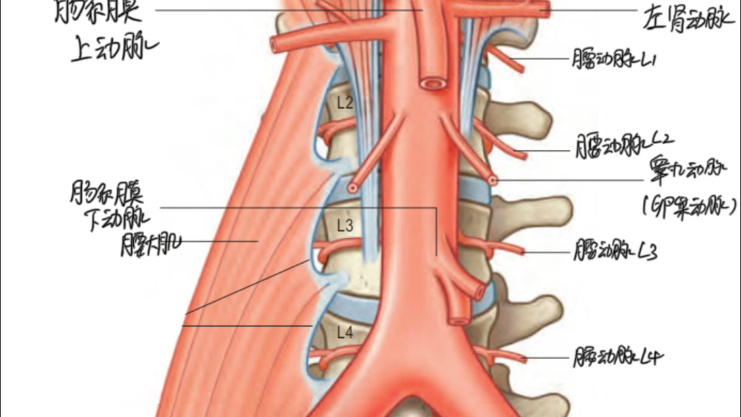 腹主动脉壁支图片