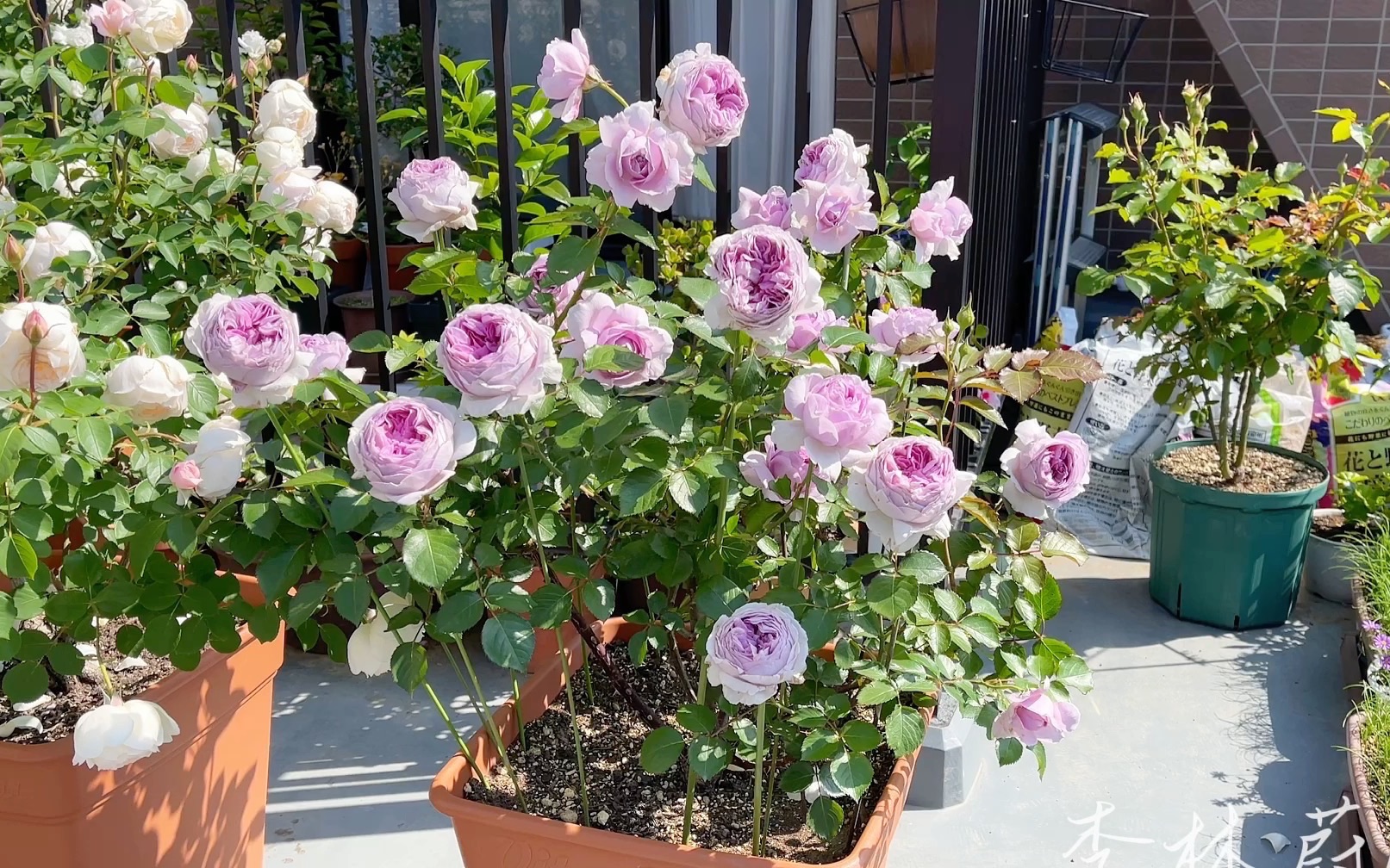 【月季—丽拉】求你减肥!!!