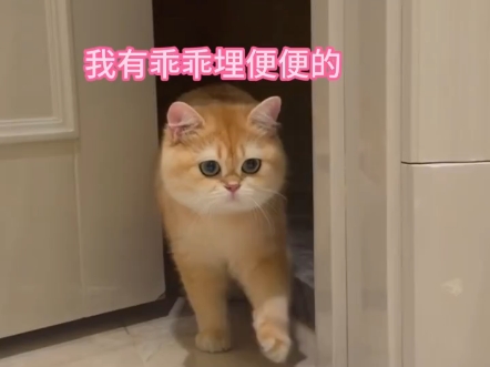 这一脸懵懵的表情哔哩哔哩bilibili