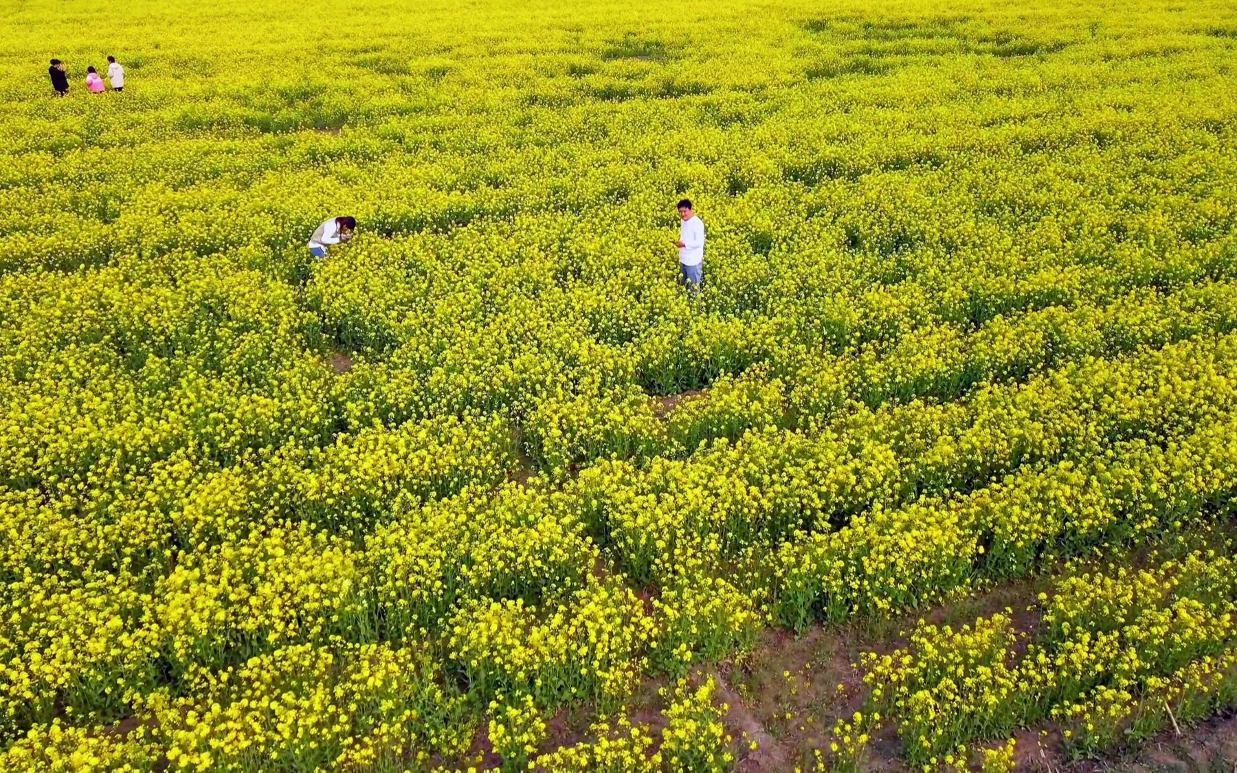 河北安平万亩油菜花图片