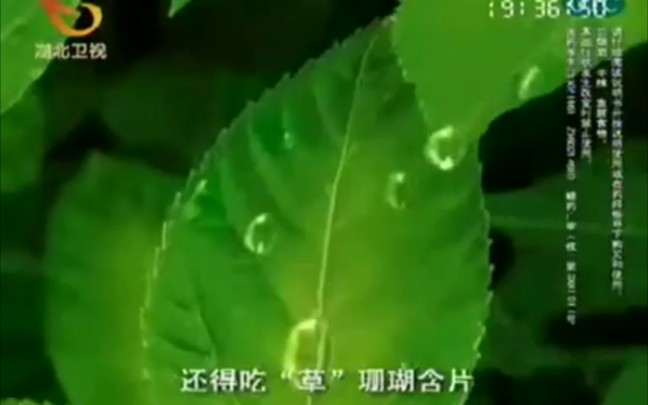 [图]【中国大陆广告】江中复方草珊瑚含片