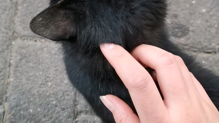 路遇金瞳黑猫_哔哩哔哩_bilibili