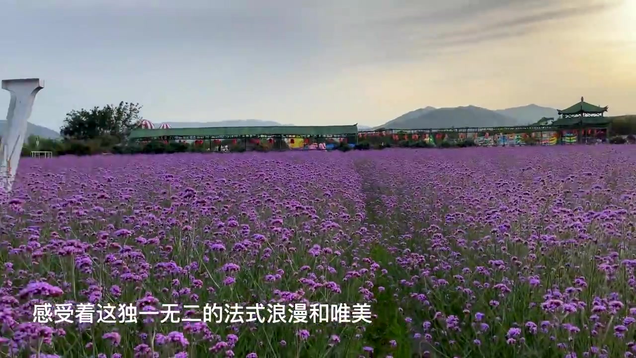 马鞭草开花了!紫色花海梦幻了整个初夏哔哩哔哩bilibili