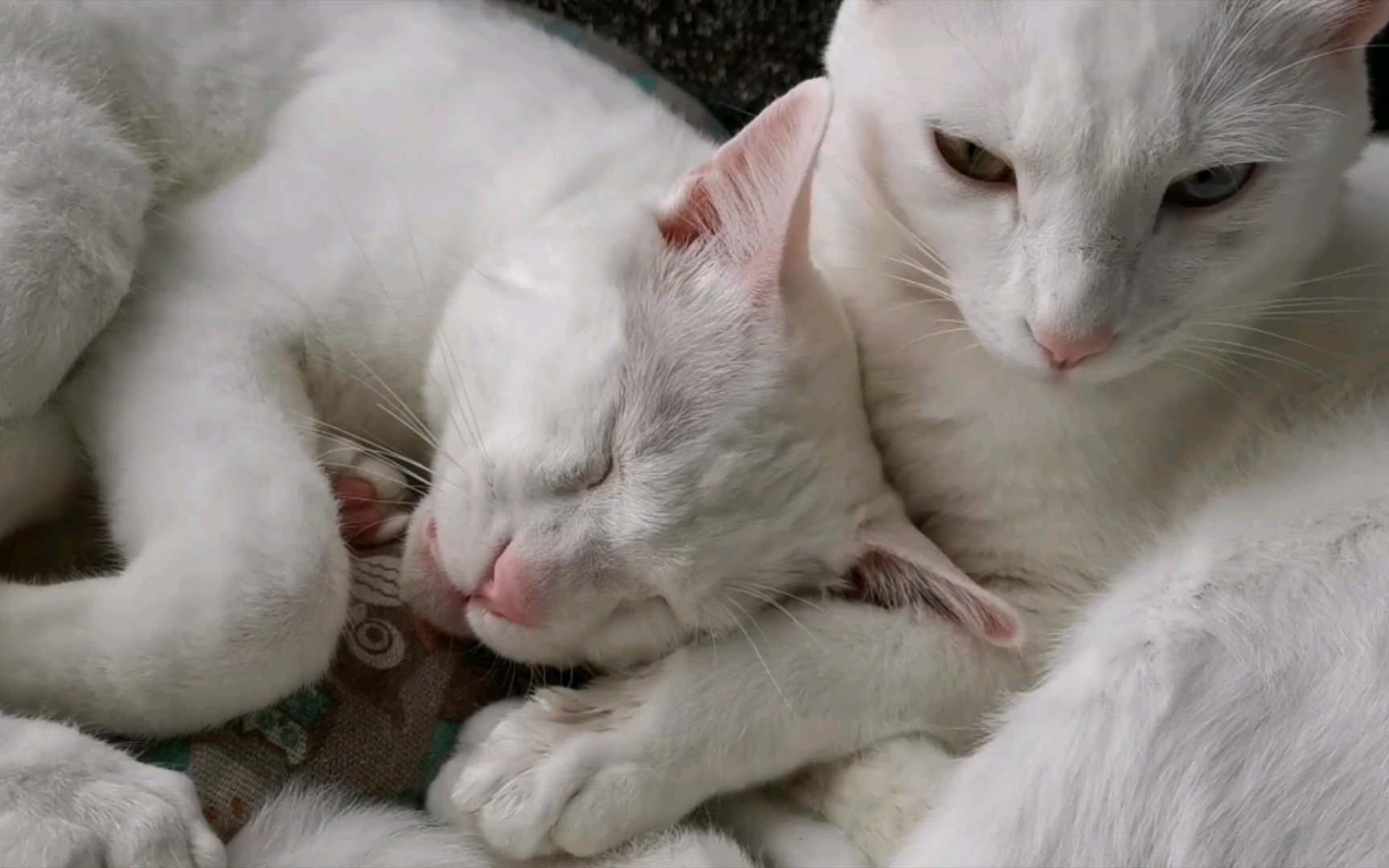 哼哼唧唧小猫咪