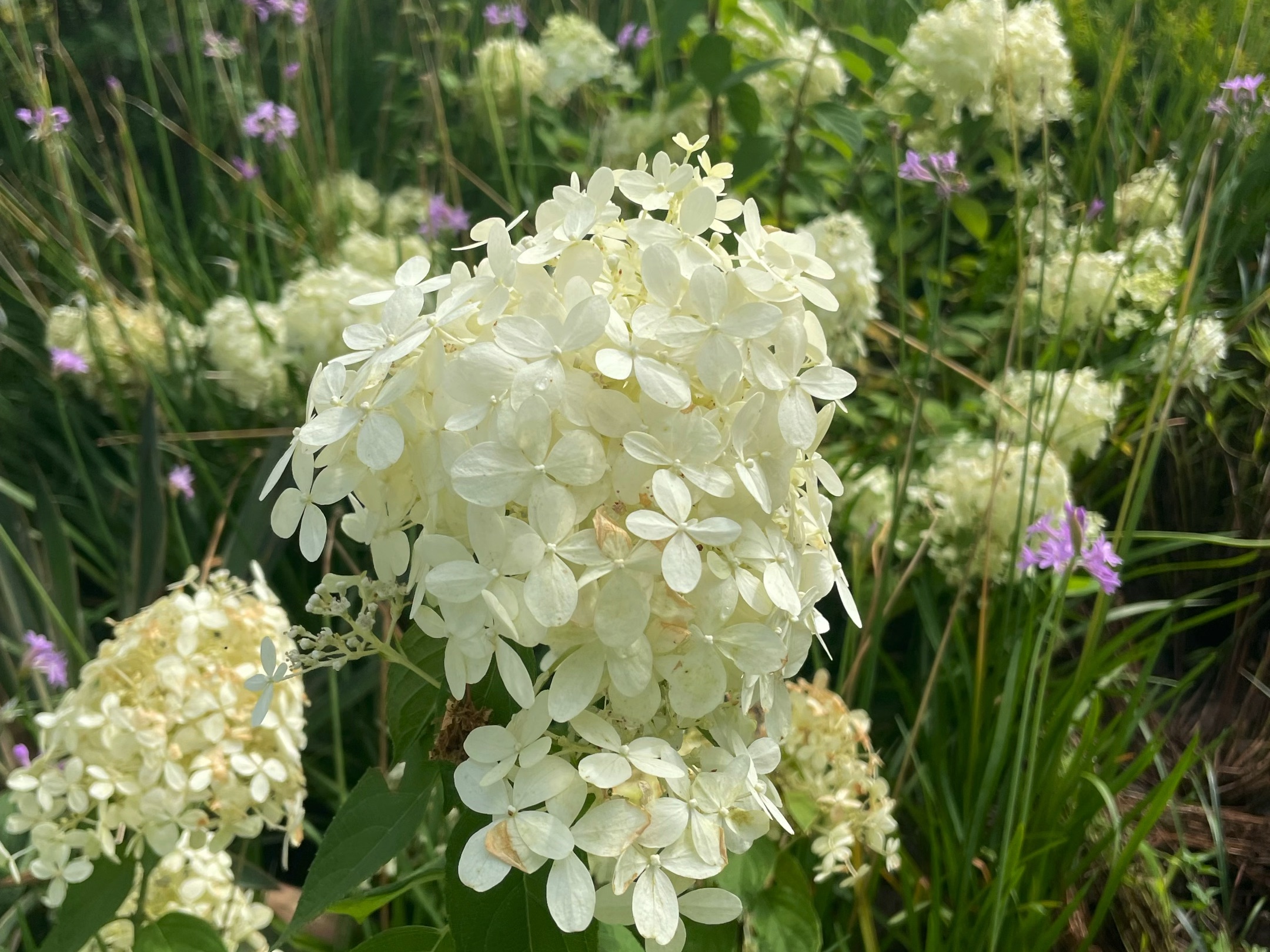 白花绽放!夏日花园美景